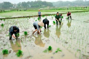 Cách xác định người trực tiếp sản xuất đất nông nghiệp – đất trồng lúa