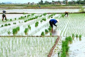 Các trường hợp không được sang tên/đứng tên trên Sổ đỏ /Giấy chứng nhận đất trồng lúa